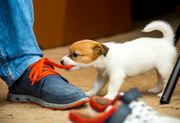 istock Little Jack Russell Terrier puppies. 1218830324