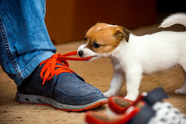 istock Little Jack Russell Terrier puppies. 1218830342