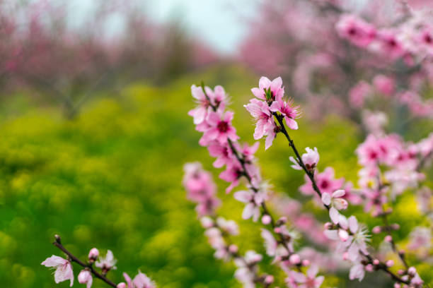 istock Pink and white flowers blooming in spring-Close Up 1218830550