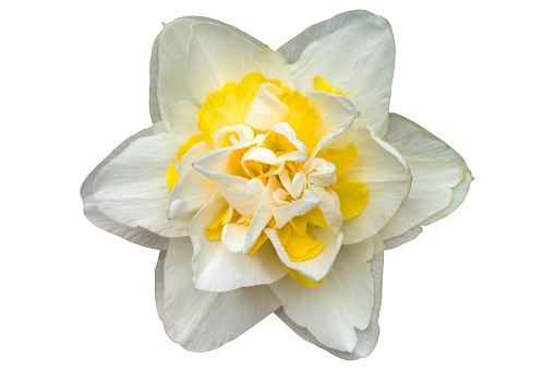 Double daffodil 'White Lion' flower isolated on white