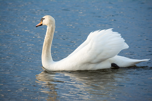 One white swan on blue water with small waves. Wildlife Abstract Background