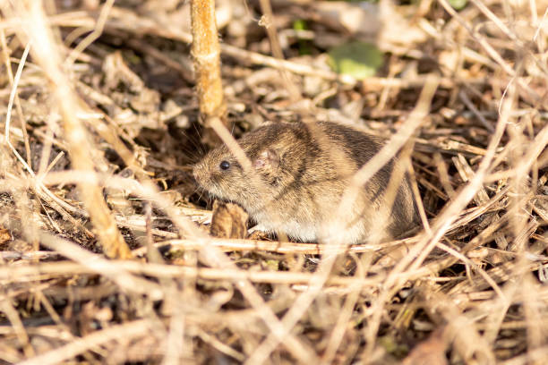 istock The wild mouse is eating grass on the ground 1218836534