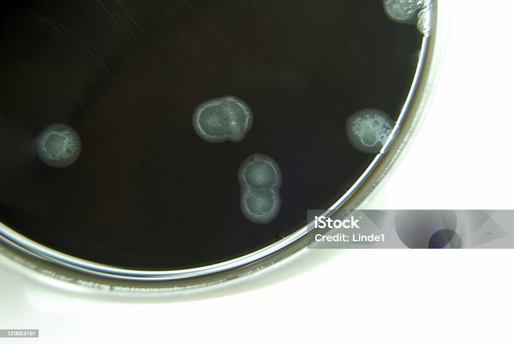 Campylobacter - Photo de Campylobacter libre de droits