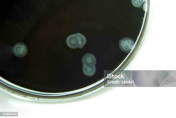 Campylobacter - zdjęcia stockowe i więcej obrazów Campylobacter - Campylobacter, Agar, Analizować