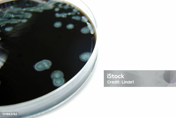 Foto de Campylobacter e mais fotos de stock de Campilobactéria - Campilobactéria, Analisar, Bactéria