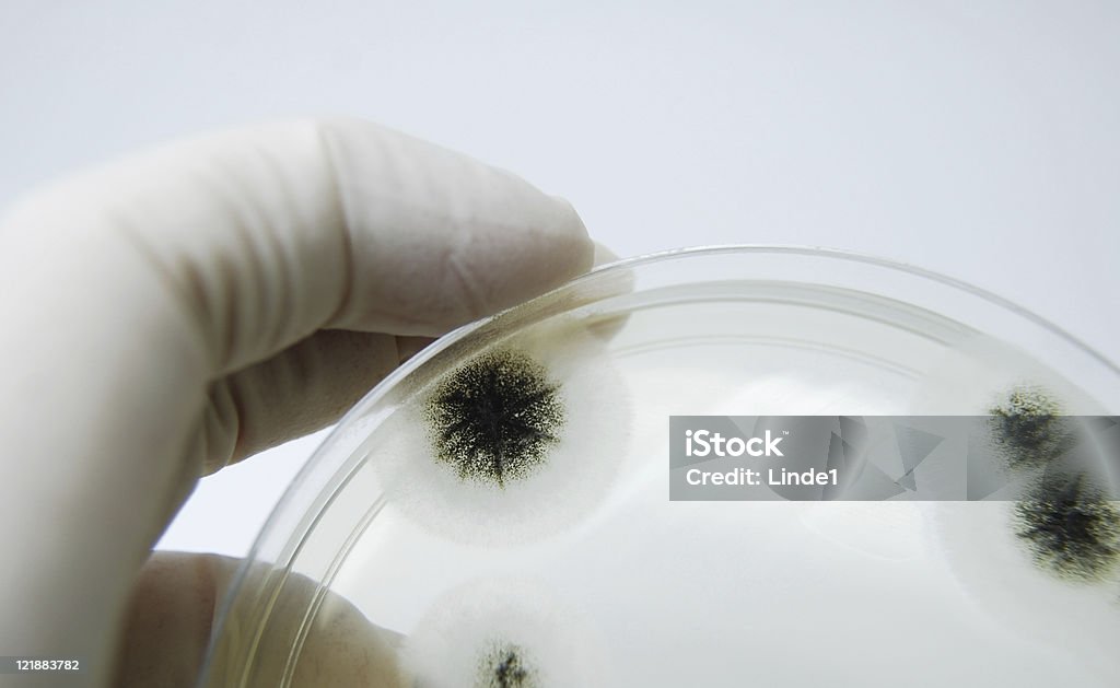 흑색국균 (Aspergillus niger - 로열티 프리 곰팡이 스톡 사진