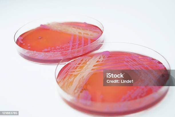 С Aureus На Агаре Maconkey — стоковые фотографии и другие картинки Стафилококк - Стафилококк, Агар, Анализировать