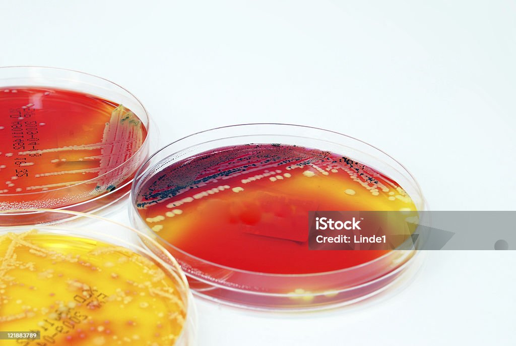 Microbiologia: Colorido de culturas de fungos - Foto de stock de Analisar royalty-free