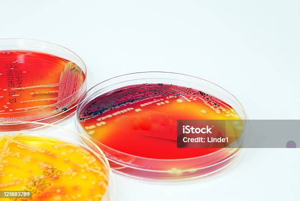Foto de Microbiologia Colorido De Culturas De Fungos e mais fotos de stock de Analisar - Analisar, Bactéria, Biologia