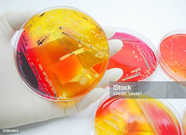 Microbiologia Colorido Culturas De Bactérias - Fotografias de stock e mais imagens de Analisar - Analisar, Bactéria, Biologia