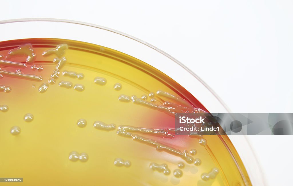 Microbiología: Un cultivo bacteriano - Foto de stock de Agar-agar libre de derechos