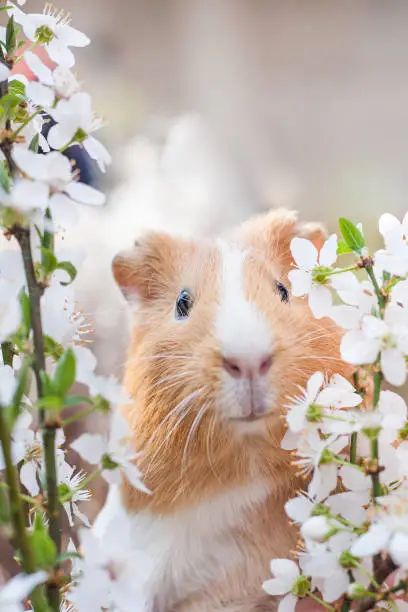 Adorable young ginger guinea pig behind cherry blossoms portrait