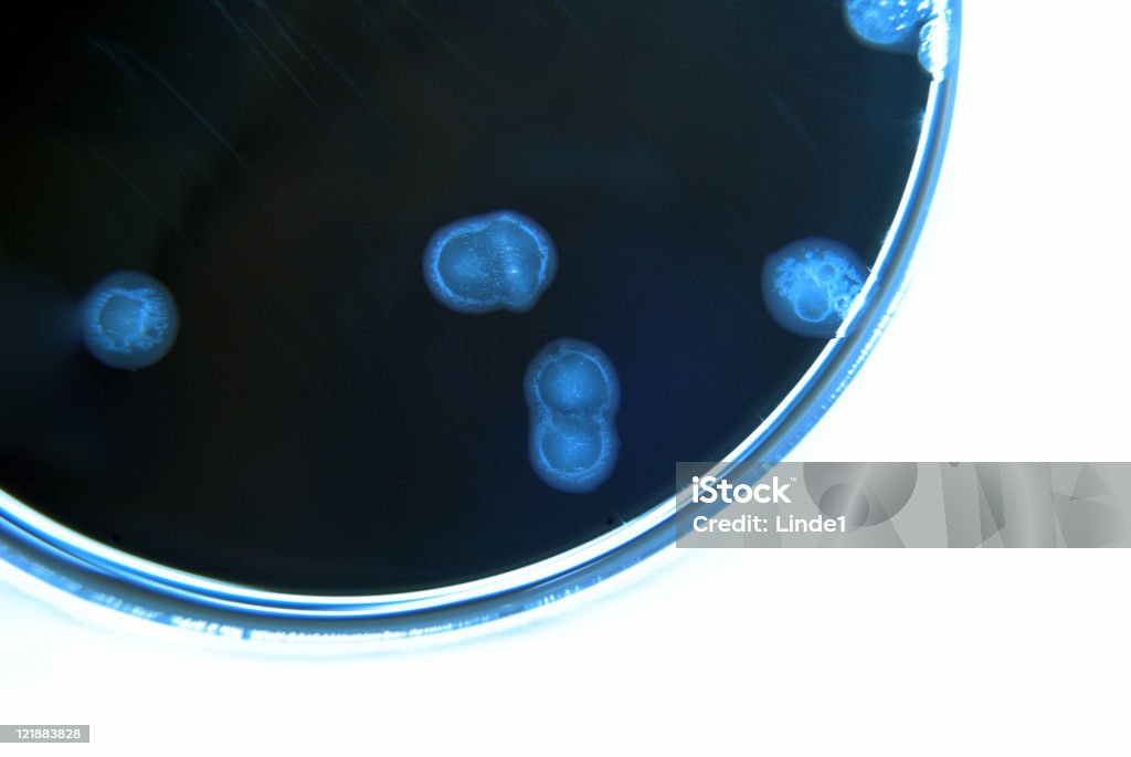 Fungos cultura, imagem em tons de azul, Campylobacter - Foto de stock de Disco de Petri royalty-free