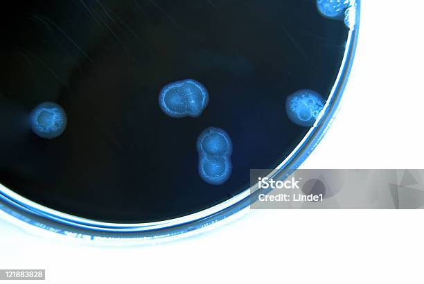 Cultura De Bactérias Imagem De Cor Azul Campylobacter - Fotografias de stock e mais imagens de Disco de Petri