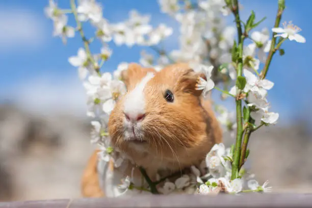 Adorable young ginger guinea pig behind cherry blossoms portrait