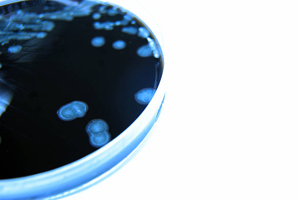 Bacterial Culture, image tinted blue, Campylobacter stock photo