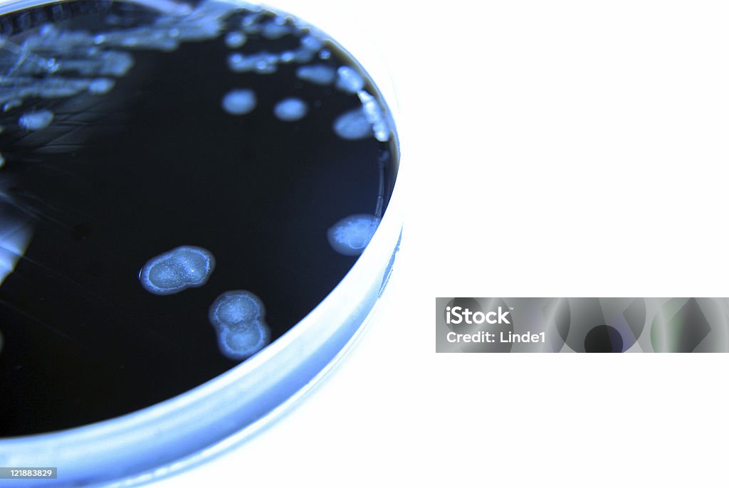 Cultura de bactérias, imagem de cor azul, Campylobacter - Royalty-free Analisar Foto de stock
