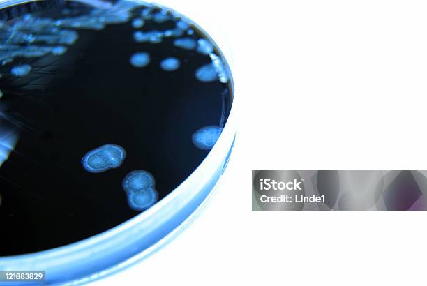 Бактериальная Культура Изображение Цветные Синий Campylobacter — стоковые фотографии и другие картинки Campylobacter