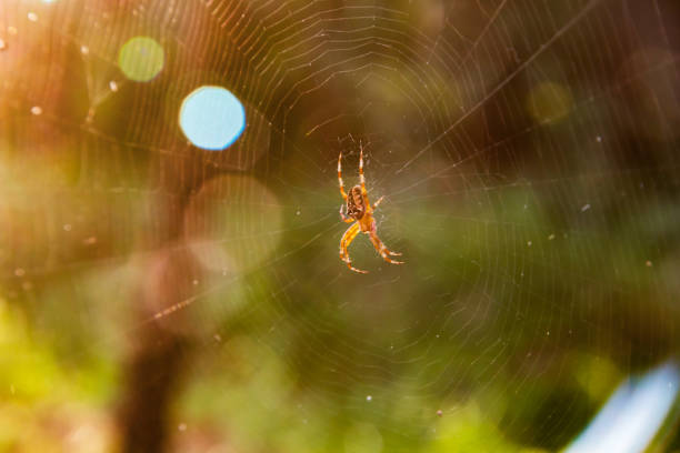 a spider sits in the center of its round web in the sunshine in the forest - cross spider imagens e fotografias de stock