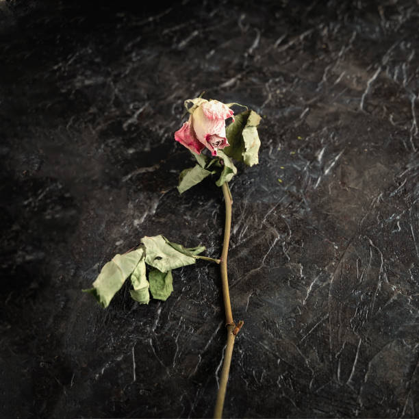 istock Withered rose flower on a black background, concept of sadness and memory 1218838588