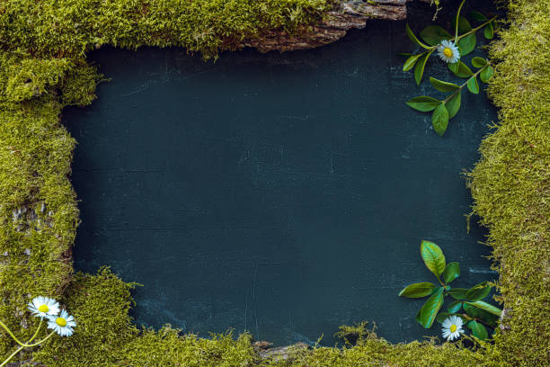 istock Different foliage, moss and wood. Decorative natural black background 1218838680