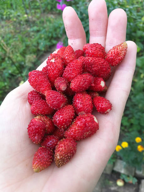 istock tasty ripe red strawberries on  blurry background 1218838935