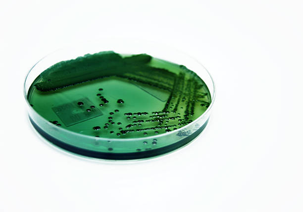 Aeromonas hydrophila bacterial culture stock photo