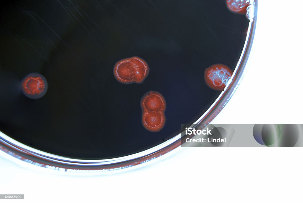 Mikrobiologie: Bakterien- Kultur getönte Rot - Lizenzfrei Agargel Stock-Foto