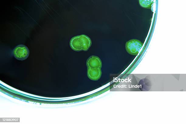 微生物学細菌文化シャドウティント緑色 - カラー画像のストックフォトや画像を多数ご用意 - カラー画像, シャーレ, テクノロジー