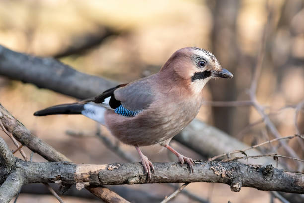 istock Eurasian jay sitting on the tree in the park 1218839732