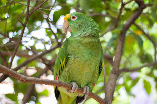 istock Very happy parrot climbing up and downa large tree 1218840243