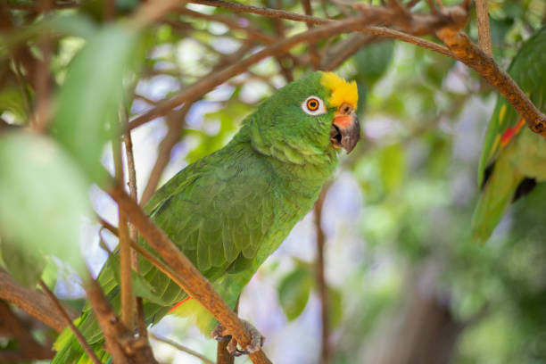 istock Yellow-headed parrot, typical of South America 1218840295