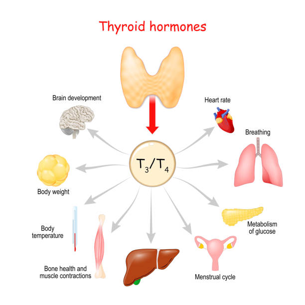 갑상선 호르몬 - hypothalamus stock illustrations