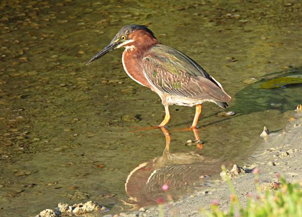 green heron (butorides virescens) in a florida lake - virescens imagens e fotografias de stock