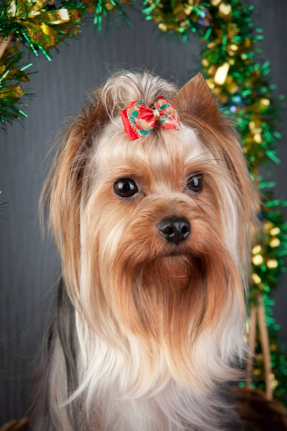 istock Yorkshire Terrier's portrait in a basket 1218842581