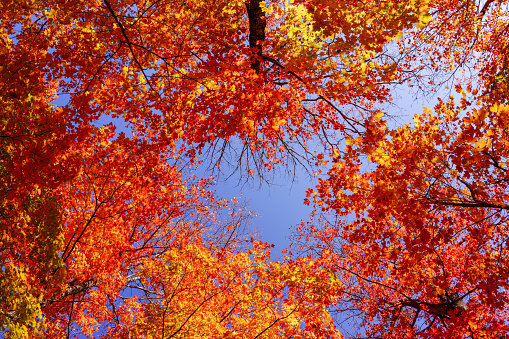 Autumn color trees and countryside landscape.