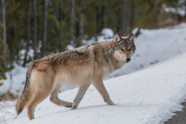 Wolf near the road Grey wolf from the Wapiti Lake Pack getting ready to cross the road in Yellowstone National Park. canis lupus stock pictures, royalty-free photos & images