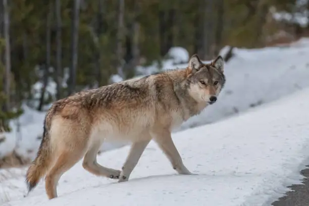 Photo of Wolf near the road
