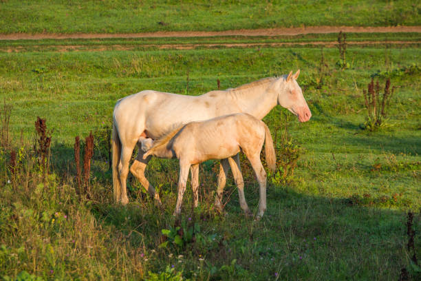 Mother feeds milk Akhal-Teke breed white foa
