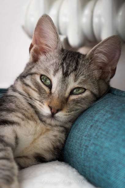 istock The beautiful little Cat 1218849164