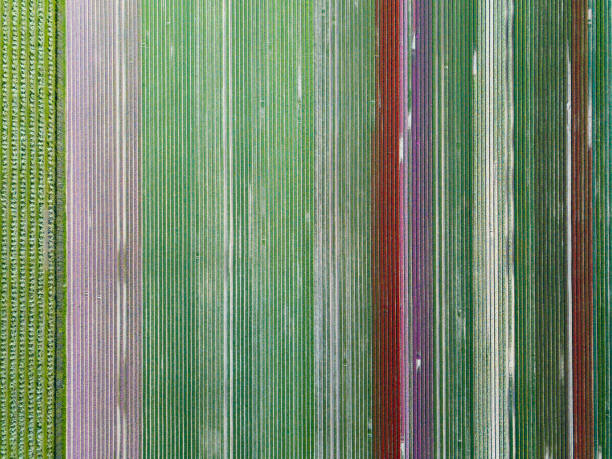 istock Pattern of rows of tulips in various colours 1218849202