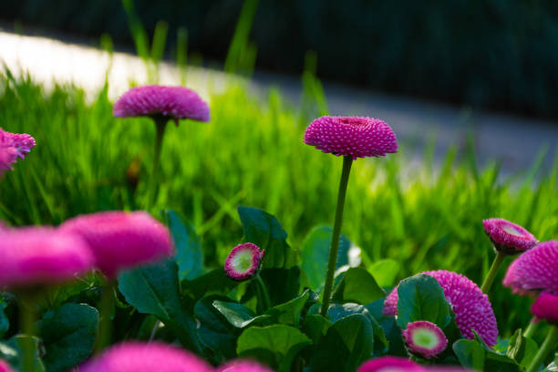 margaridas cor-de-rosa em um canteiro de flores no jardim - 3107 - fotografias e filmes do acervo