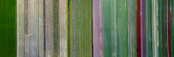 istock Pattern of rows of tulips in various colours 1218849358