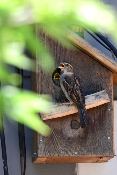 istock Birds in Birdhouse 1218850028