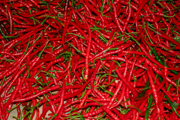 red chilli pepper stock photo