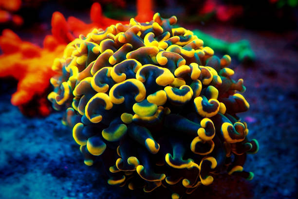 istock Golden Euphyllia Anchor LPS coral -  Euphylliidae Ancora 1218851319