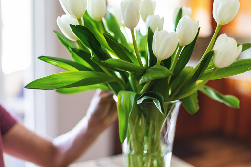 In Western Colorado Hand of Mature Female Arranging Bunch of White Tulips in Glass Vase in Beautiful Setting (Shot with Canon 5DS 50.6mp photos professionally retouched - Lightroom / Photoshop - original size 5792 x 8688 downsampled as needed for clarity and select focus used for dramatic effect)