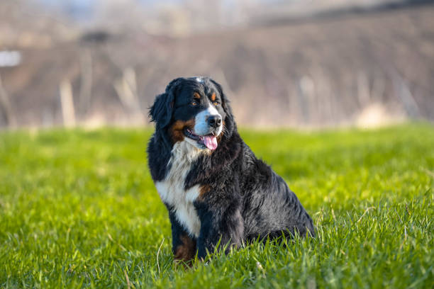 berner berghund - tongue mountain stock-fotos und bilder