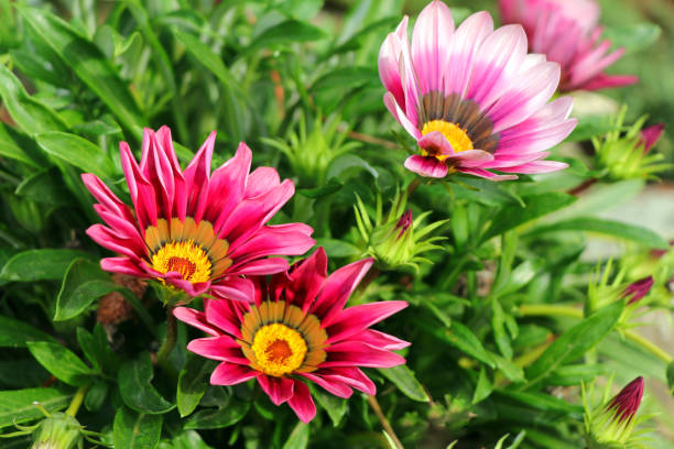 Gazania or African daisies isolated on white background.