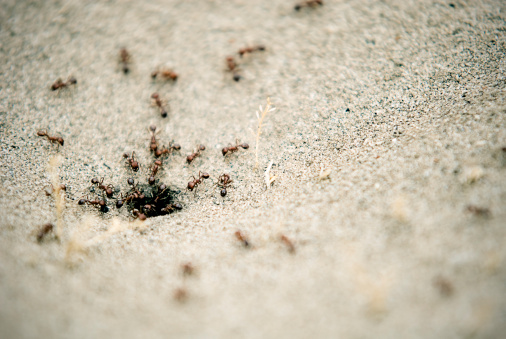 Ant pit or nest on the ground